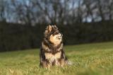 CHIEN FINNOIS DE LAPONIE 273